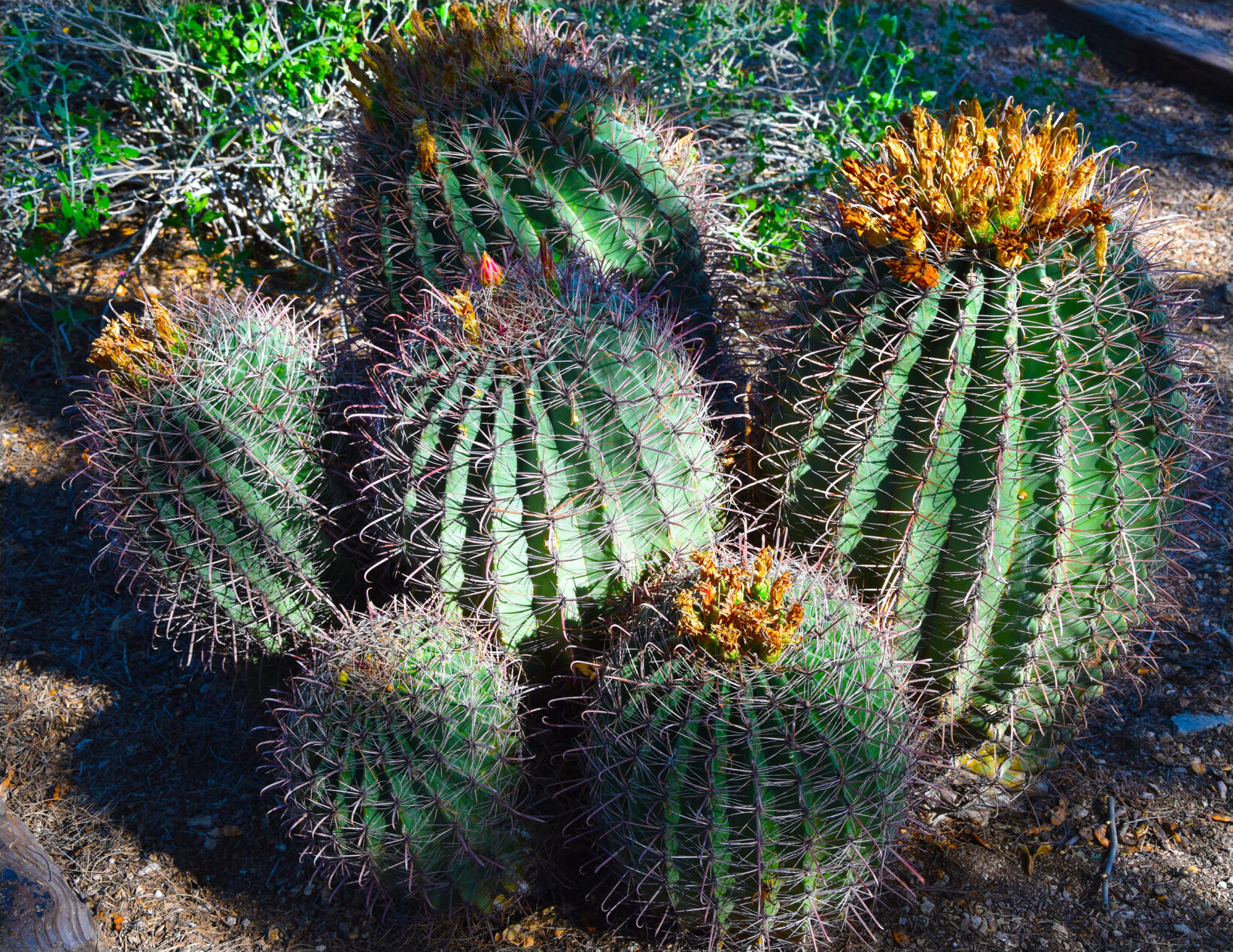 2023 Master Gardener Home Garden Show